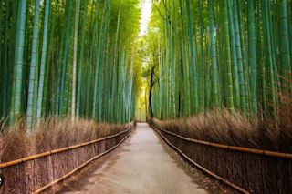 Bamboo